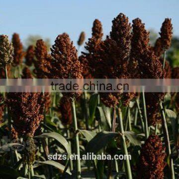 Hybrid Sorghum Seeds photo-2