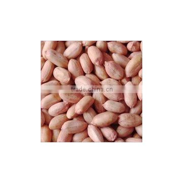 Groundnut