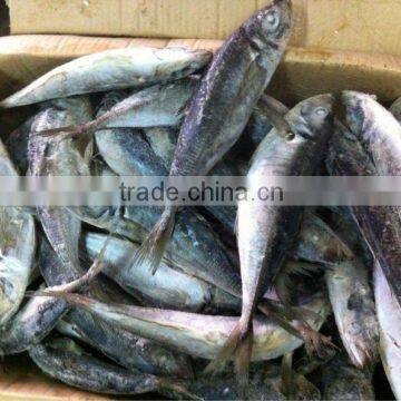 Sea frozen trachurus japonicus Horse mackerel