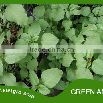 High Yield OP Green Amaranth Seed- Red Amar