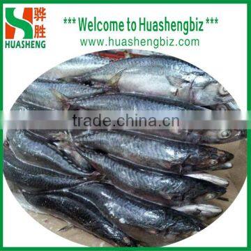 Frozen Mackerel Wholesaler in China