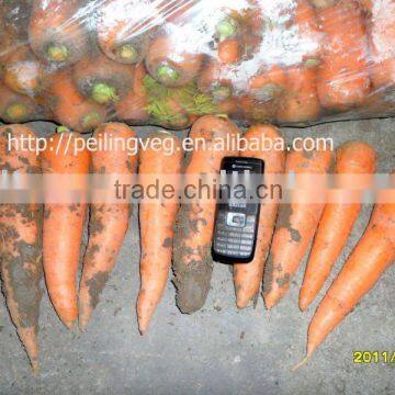 CHINESE FRESH RED FRESH VEGETABLE OF CARROT