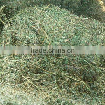 Premium Grade A Alfalfa Hay Lucerne Quality