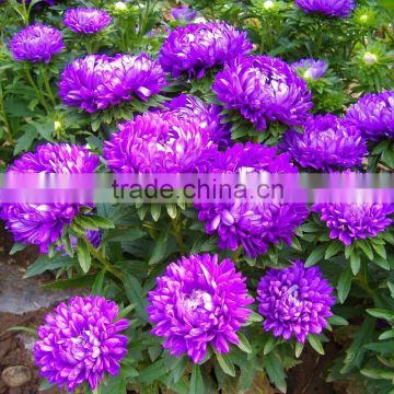 High quality Hybrid China aster seeds Callistephus chinensis flowers Seeds For growing