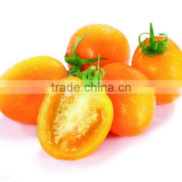 Good quality hybrid hot sale yellow oblong cherry tomato seeds for sale in greenhouse