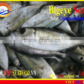 FROZEN BIGEYE SCAD WHOLE ROUND photo-5