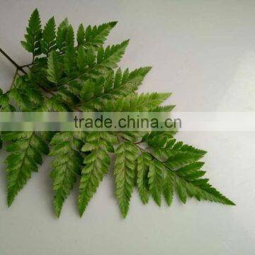 Best Selling Decorative Cut Leaf Learth Fern For Wedding Car Wholesale From YUNNAN photo-6