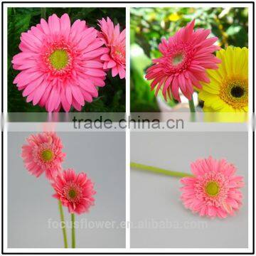 2017 Hot Sell Honey Gerbera Pink Fresh Flowers From YUNNAN