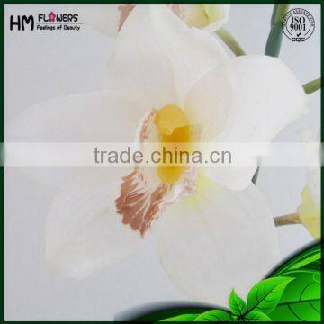 Orchids Plants Cymbidium photo-2