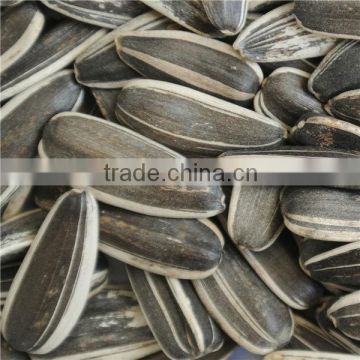 sunflower seed long type 5009