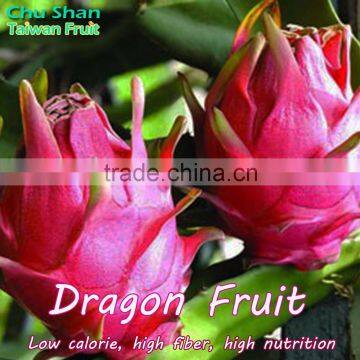 Taiwan Fresh Red Dragon Fruit for Sale photo-4