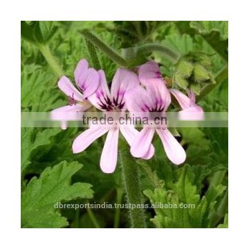 Geranium Oil (BG) (Pelargonium Graveolens)