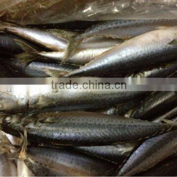 Mackerel