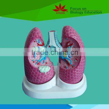Factory directly supplied human lung cancer biology model