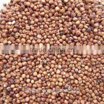 glutinous sweet red Sorghum with high starch