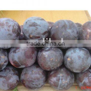 Black Diamond Plum