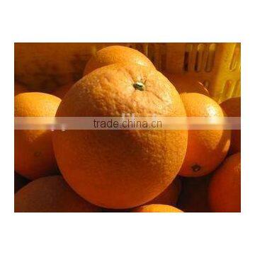 Grade A Fresh Navel Orange, Fresh Fruit photo-2