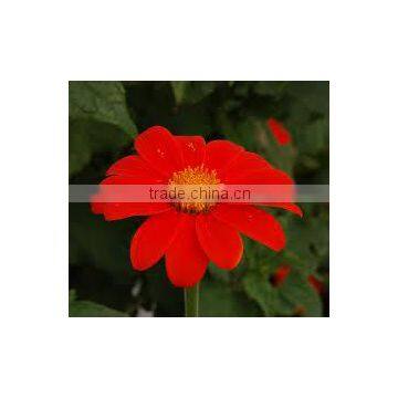 Tithonia rotundifolia (Mexican Sunflower)