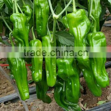 Hybrid Chinese pickled peppers pepper Big pepper seeds for cultivation-37