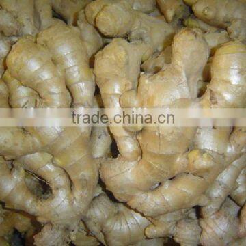 Fresh Ginger Needed photo-4