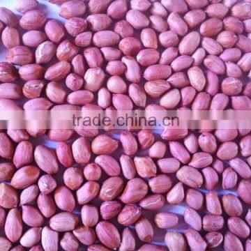 Peanuts kernels TJ-Java