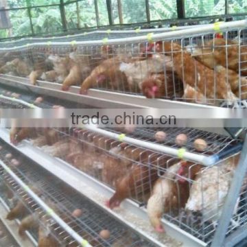 Layer Chicken Cages Widely Use For Africa Poultry Farm