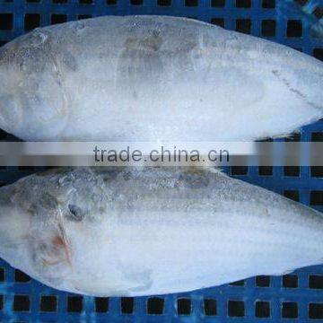 FRESH FROZEN SARDINE FISH OF ALO SEAFOOD photo-3