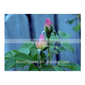 on line shopping fresh rose flowered trim fresh cut flowers alibaba kenya for home decoration