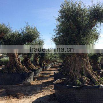 Olive Tree "Lechin"- Olea Europaea "Lechin" photo-3