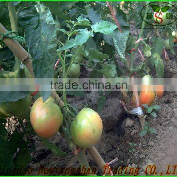 (HOT) TOMATO/TOMATOES/RED TOMATO photo-2