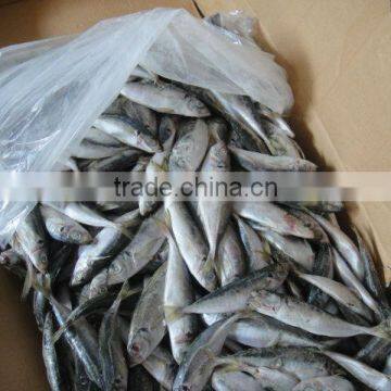 100-200g big eyes horse mackerel trachurus japonicus