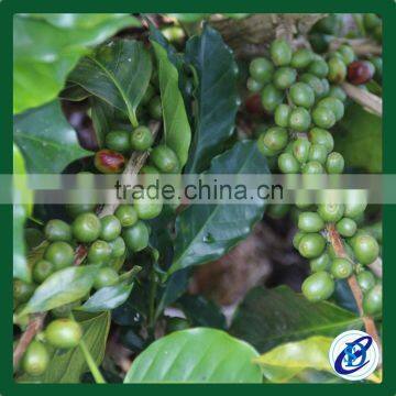 Natural Processed Green Coffee Beans