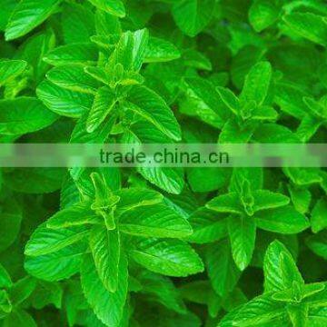 Spearmint Oil Katyani Exports)