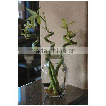 40cm spiral lucky bamboo ornamental plants