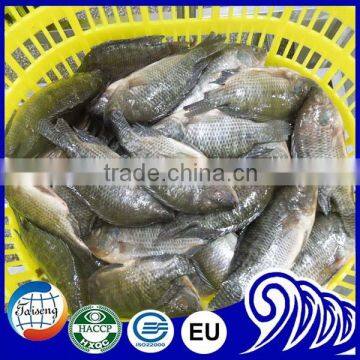 Farmed high-quality tilapia