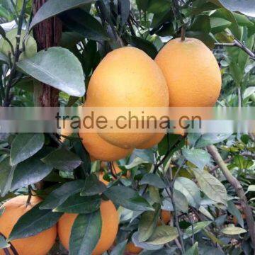 Fresh Gannan Navel Orange, Best Quality China Navel Orange photo-3