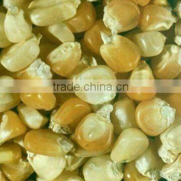 WHITE AND YELLOW MAIZE HIGH QUALITY