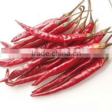 2012 5-7cm red small chilli