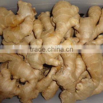 All year round fresh ginger