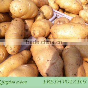 New crops fresh potato