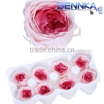 Fresh Cut Roses Preserved Fresh Flower Asuting Rose For Wedding Decoration photo-2