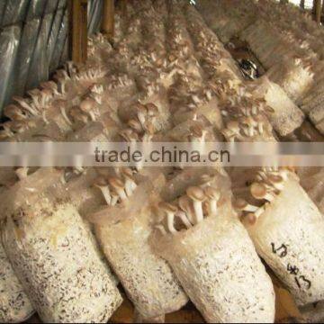 wood sawdust for mushroom substrate