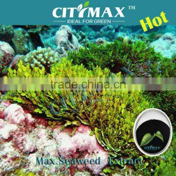 High Purity And Solubility Seaweed Extract price