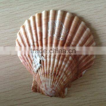 Raw Mother of Pearl Shells photo-2