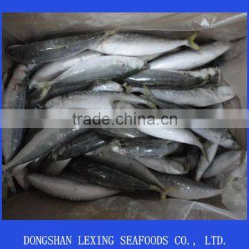 Seafood Frozen Round Scad Fish(decapterus Macarellus) photo-2