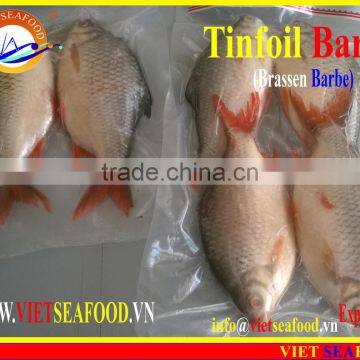 FROZEN W/R RED TAIL TINFOIL BARB photo-5