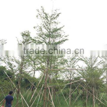 Terminalia Mantaly photo-2