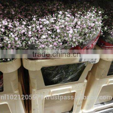 Gypsophila