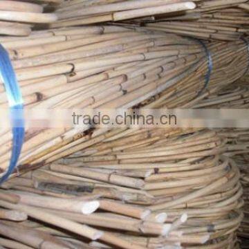 White tanah cane