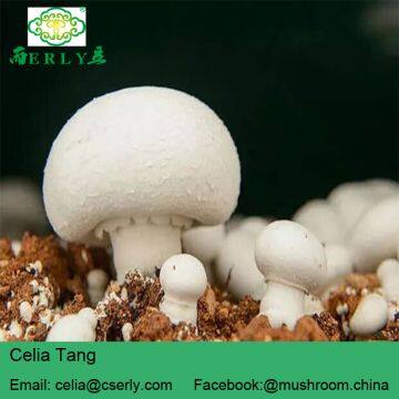 Fresh Champignon Mushroom photo-4